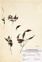 藏品(細葉蓼)的圖片
